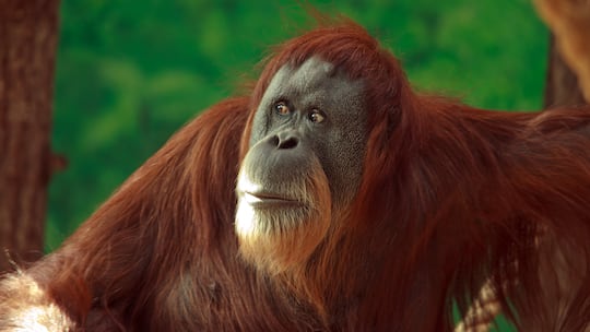 Ein Orang-Utan sitzt auf einem Baum.