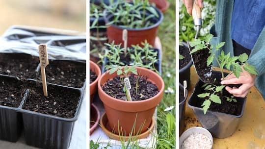 Tomatensamen, im Topf und beim Umtopfen