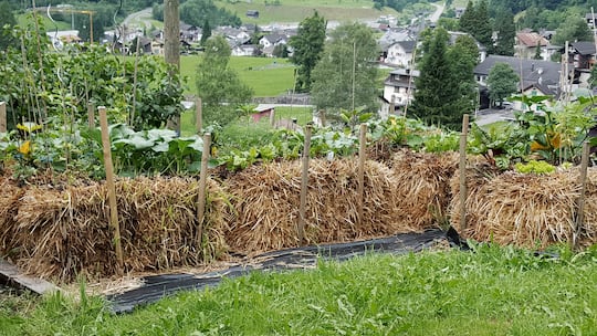 Gemüse auf Strohballen bringt mehr Ertrag