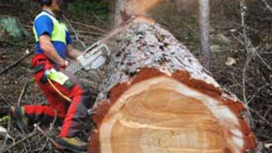 Holzfällen als Massarbeit
