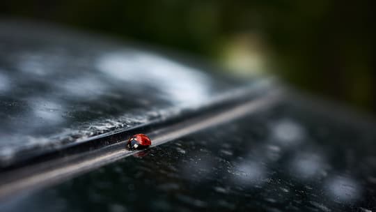 Ein Marienkäfer auf einem Scheibenwischer.