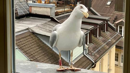 Die Steppenmöwe «Google» aus Minsk ist mittlerweile in Zürich unterwegs