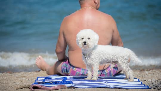 Ein Mann und sein Hund suchen Erfrischung am Ceresio-See am 7. August 2015 in Caslano TI