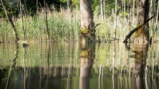 Blick aufs Wasser des Hüsenbachs, das Ufer spiegelt sich darauf