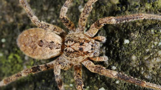 Eine ausgewachsene Zoropsis spinimana auf einem Felsen in Italien.