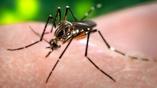 Asiatische Stechmücke erobert Zentraleuropa