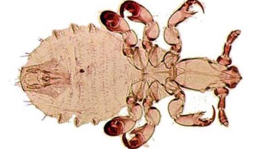 Was wird aus Eisbärflöhen?