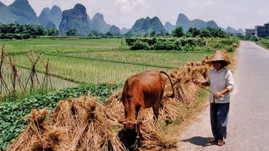 Pestizide schüren Suizidgedanken