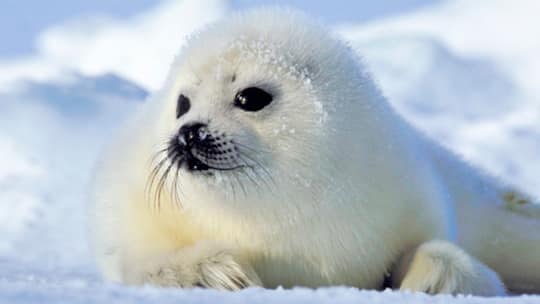 Blutige Tradition am Ende?