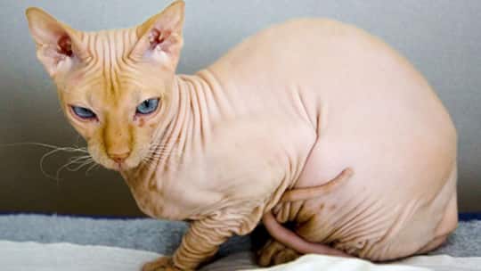 Ganz – schön – hässlich?