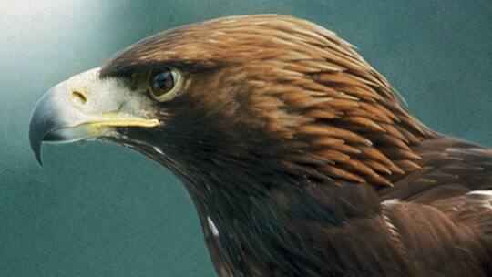 Steinadler brütet wieder im Jura