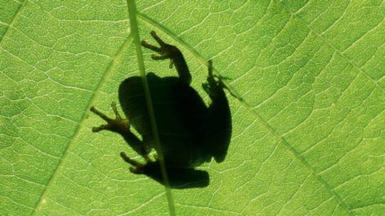 Ein Stück vom Paradies