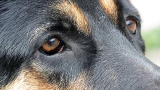 Tierquäler kommen oft ohne Busse weg