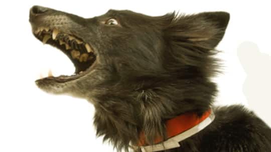 Hundebiss muss gemeldet werden