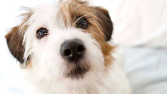 Fürsprecher der Tiere