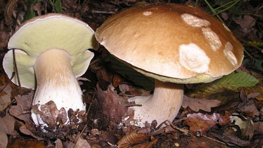 Ein Pilz ist ein Pilz