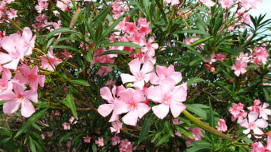 Wer knuspert da am Bäumchen?