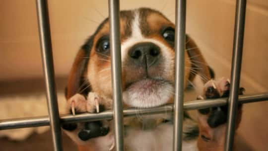 Tierelend in der Schweiz wächst