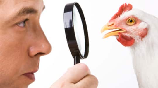 Wenn jemand einen Vogel hat...