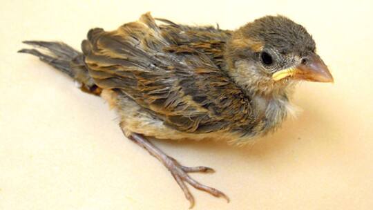 Wann brauchen junge Vögel Hilfe?