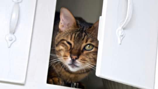 Tödliche Gefahren im Katzen-Haushalt