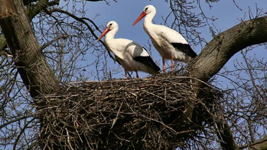 Worauf Familien beim Nestbau achten müssen