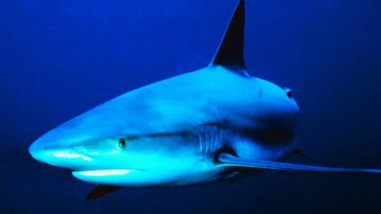 Adressbuchschwindel – Opfer gesucht