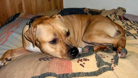 Veterinäramt will Candy töten