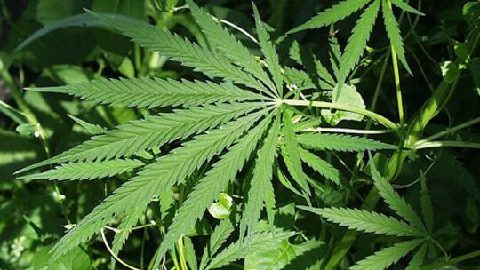 Ernterausch im Bastelkeller