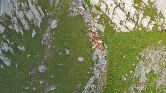 Was treibt Kühe in den Tod?