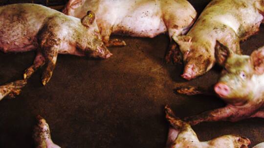 Bei den Schweinen hört die Liebe auf