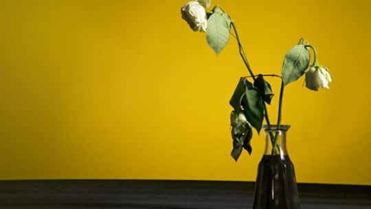 Zum Sterben nach Hause