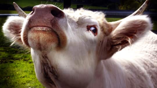 Mit der Kuh auf Du und Du