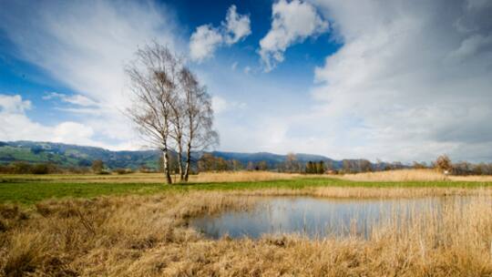 Wo die Sumpfschrecke singt