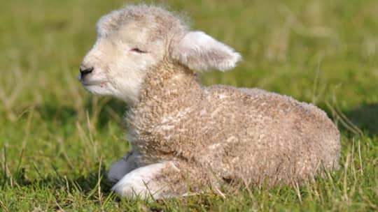 Halsband soll Schafe vor Wölfen retten