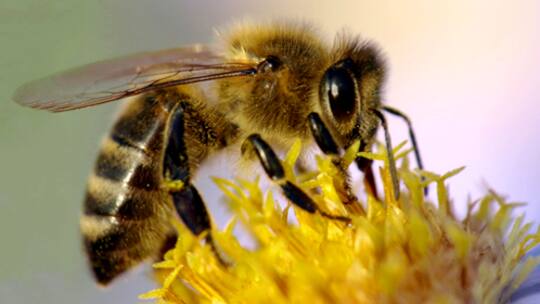 Rettungsplan für die Honigbiene