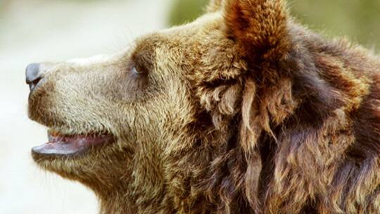 «Der Bär ist ein gemütliches Tier»
