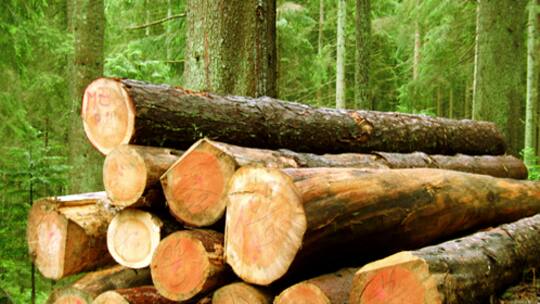 Ganze Wälder verschwinden im Klo