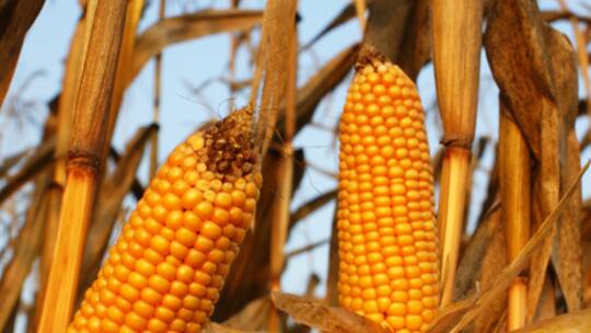 Rätsel um Herkunft des Mais gelöst