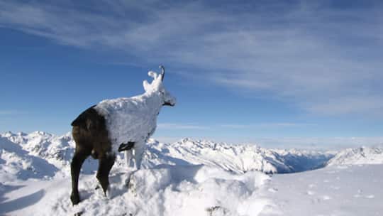 Tiere in der Todeszone