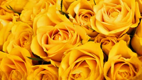 Blütenrein und makellos