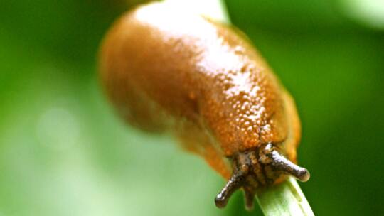 Globalisierung bedroht Tiere und Pflanzen