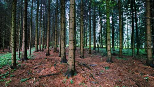 Panikstimmung im Forst