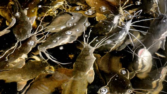 Ein Züchter überfordert die Hüter der Ordnung