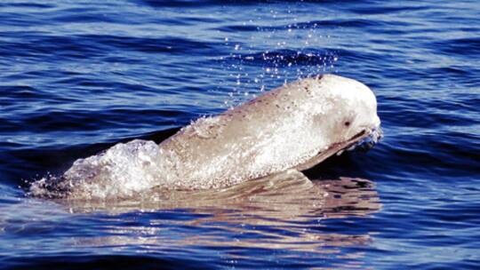 Krebs gefährdet wildlebende Tiere
