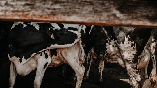 Kuh kratzt sich am im Stall auf Bauernhof hinter Zaun