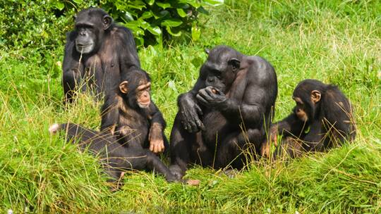 Die klügsten Affen der Welt