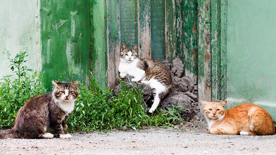 «Katzen besser einschläfern»