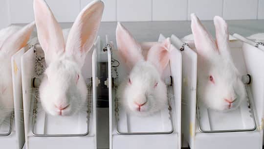 Für die Schönheit leiden sie jetzt weniger