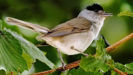 Vogelfutter kurbelt Evolution an